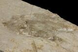 Eubrontes Dinosaur Footprint - Massachusetts #143899-2
